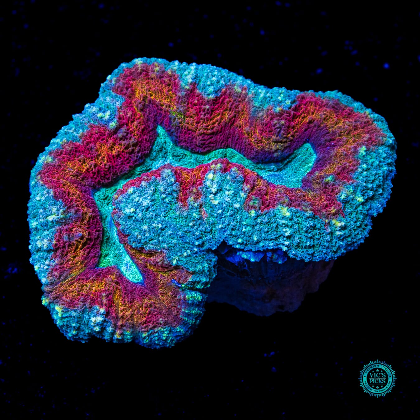 Stars and Stripes Lobophyllia - Actinic Photo