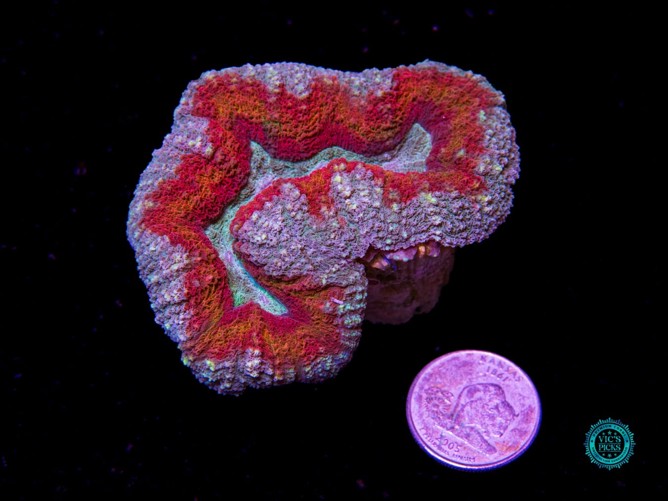 Stars and Stripes Lobophyllia - Daylight Photo