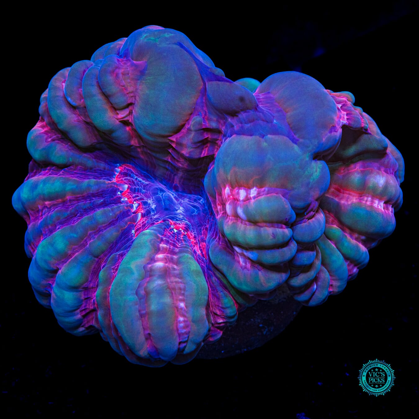 Bubbly Triple Crown Cynarina - Actinic Photo