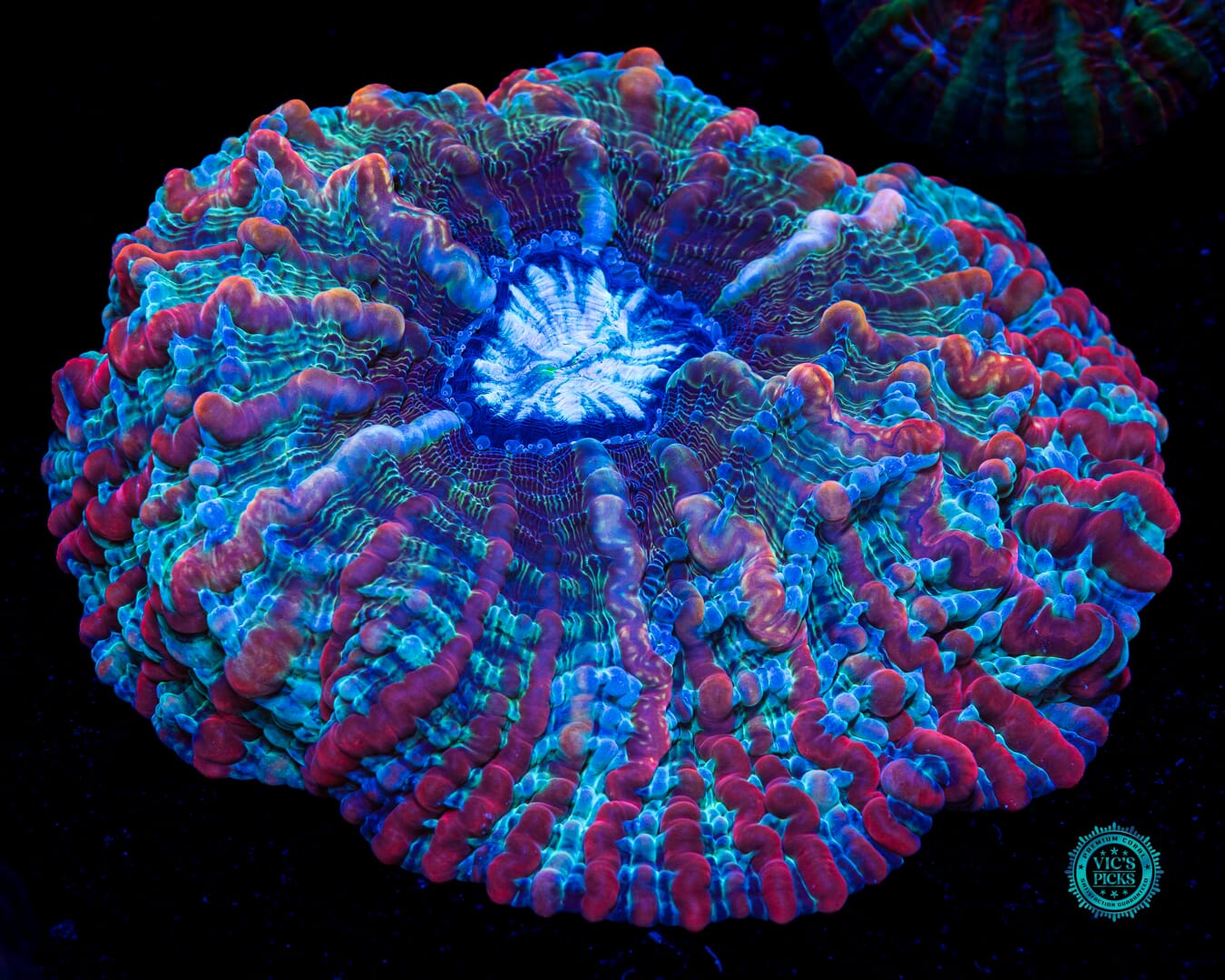 Kaleidoscope Indophyllia - Actinic Photo