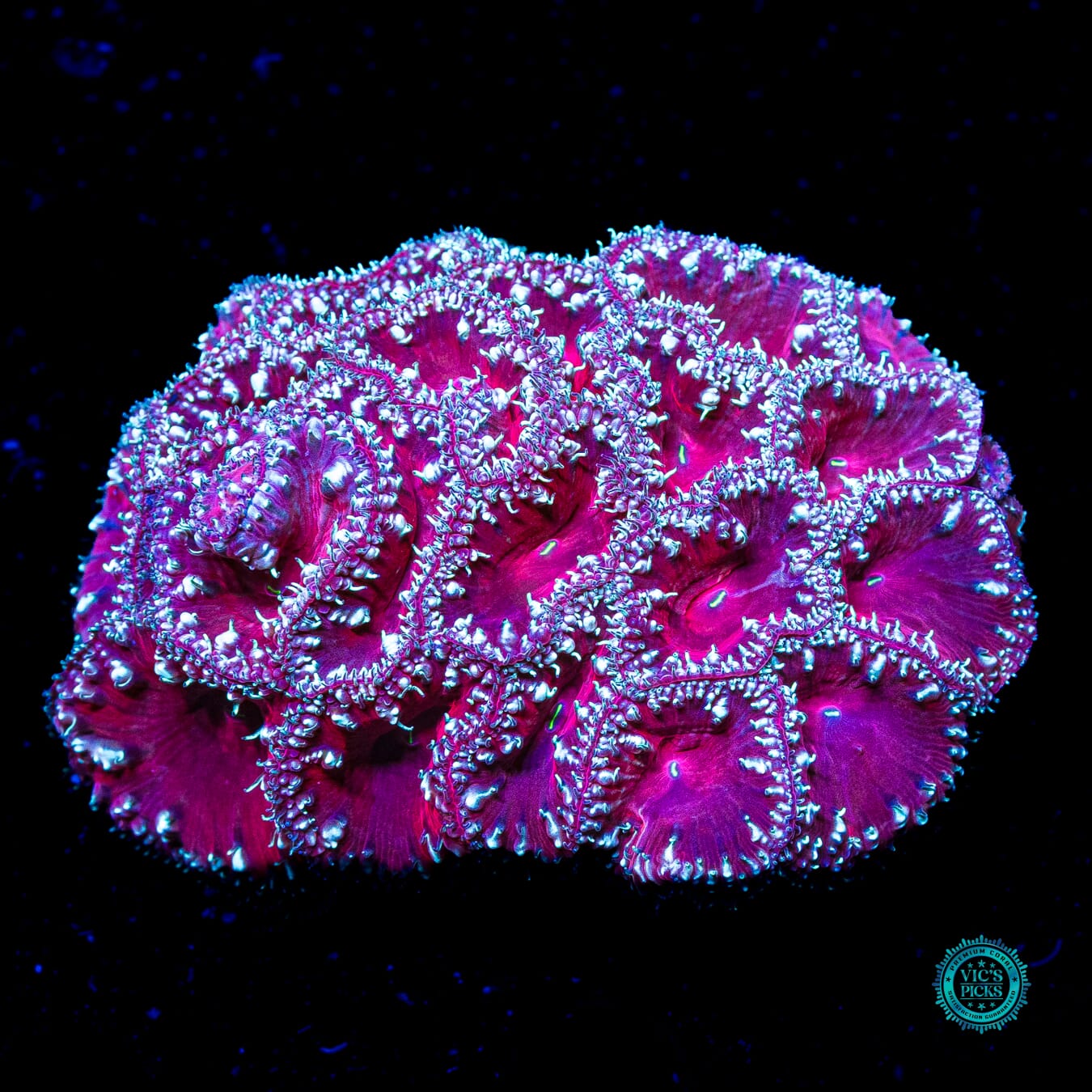 Candy Cane Lane Blastomussa - Actinic Photo