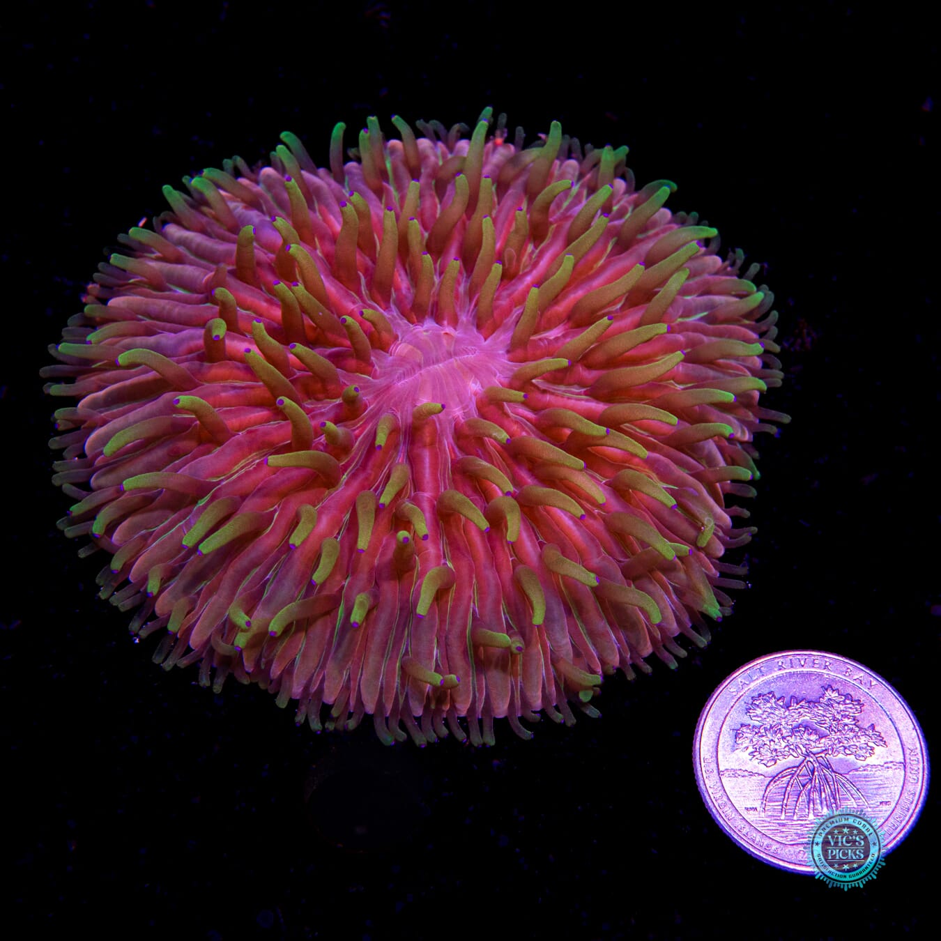Purple Zebra Plate - Daylight Photo