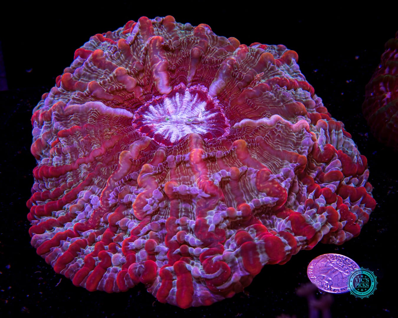 Kaleidoscope Indophyllia - Daylight Photo