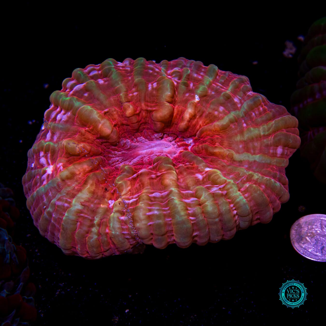 Dragon Eye Indophyllia - Daylight Photo