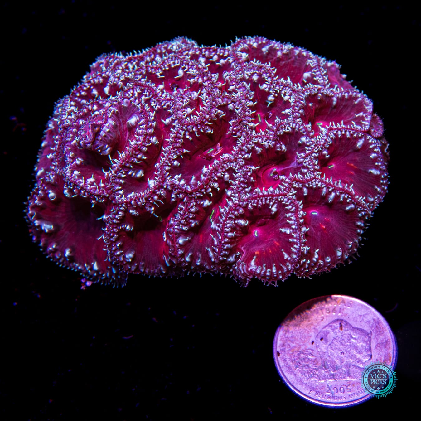 Candy Cane Lane Blastomussa - Daylight Photo
