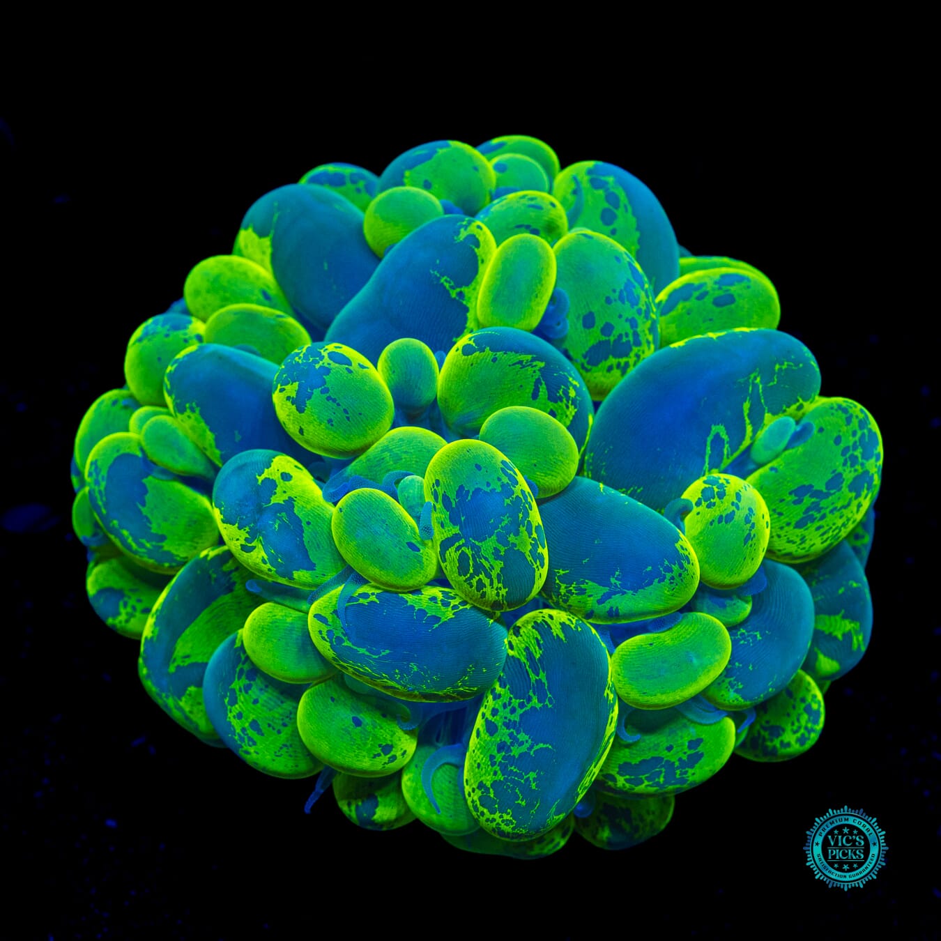 Ultimate Neon Splatter Bubble - Actinic Photo