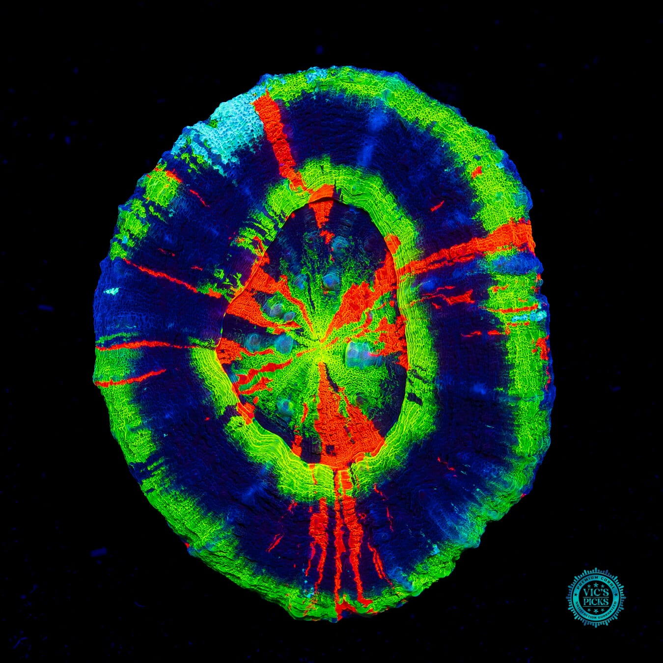 Master Overlord Scolymia - Actinic Photo