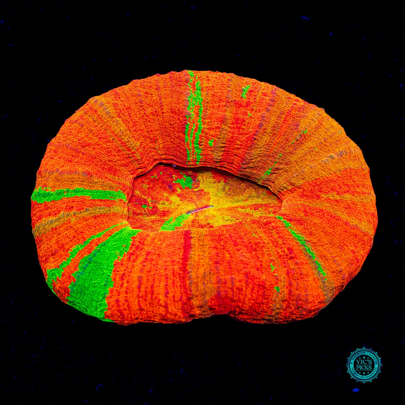 Edge of Insanity Scolymia - Actinic Photo