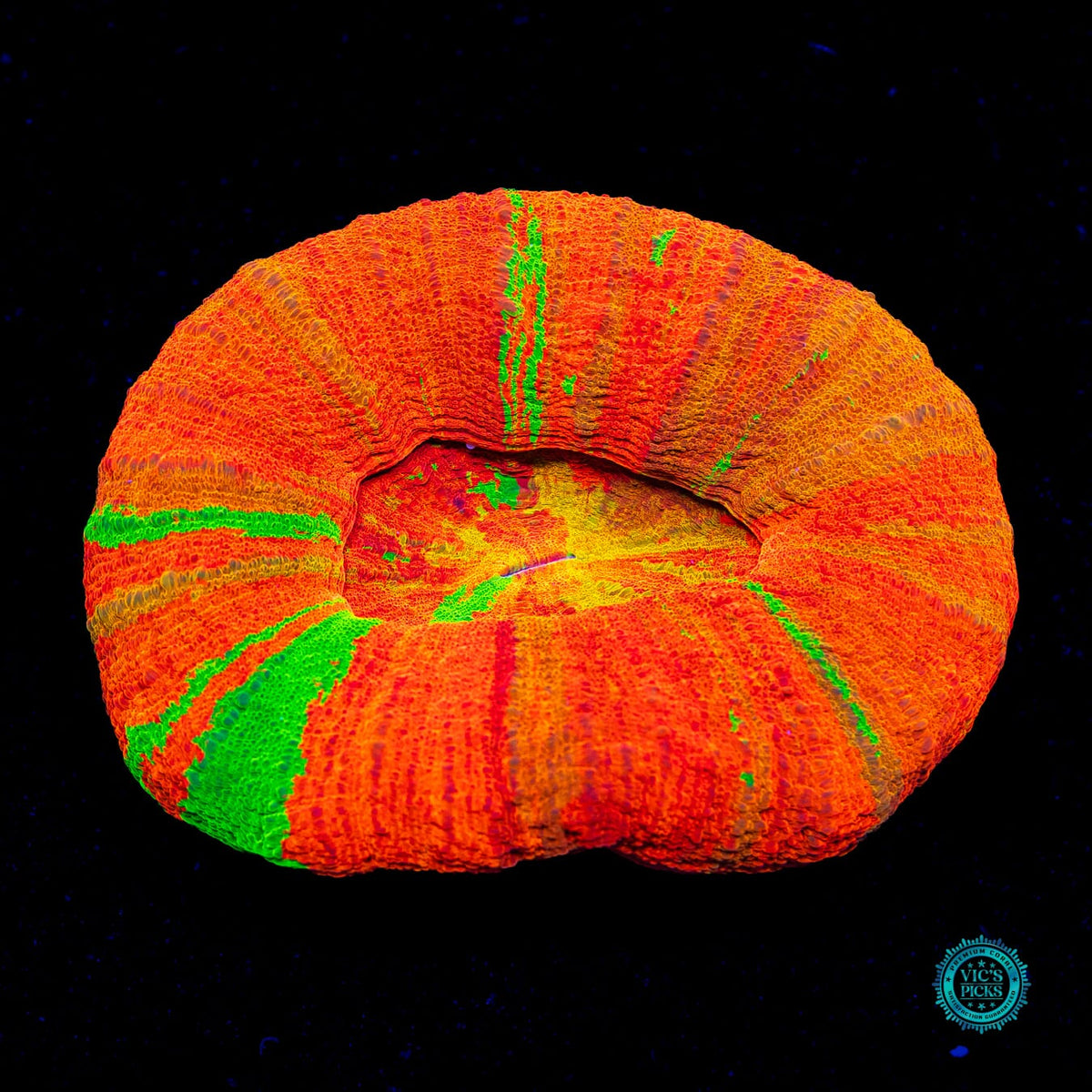 Edge of Insanity Scolymia - Actinic Photo