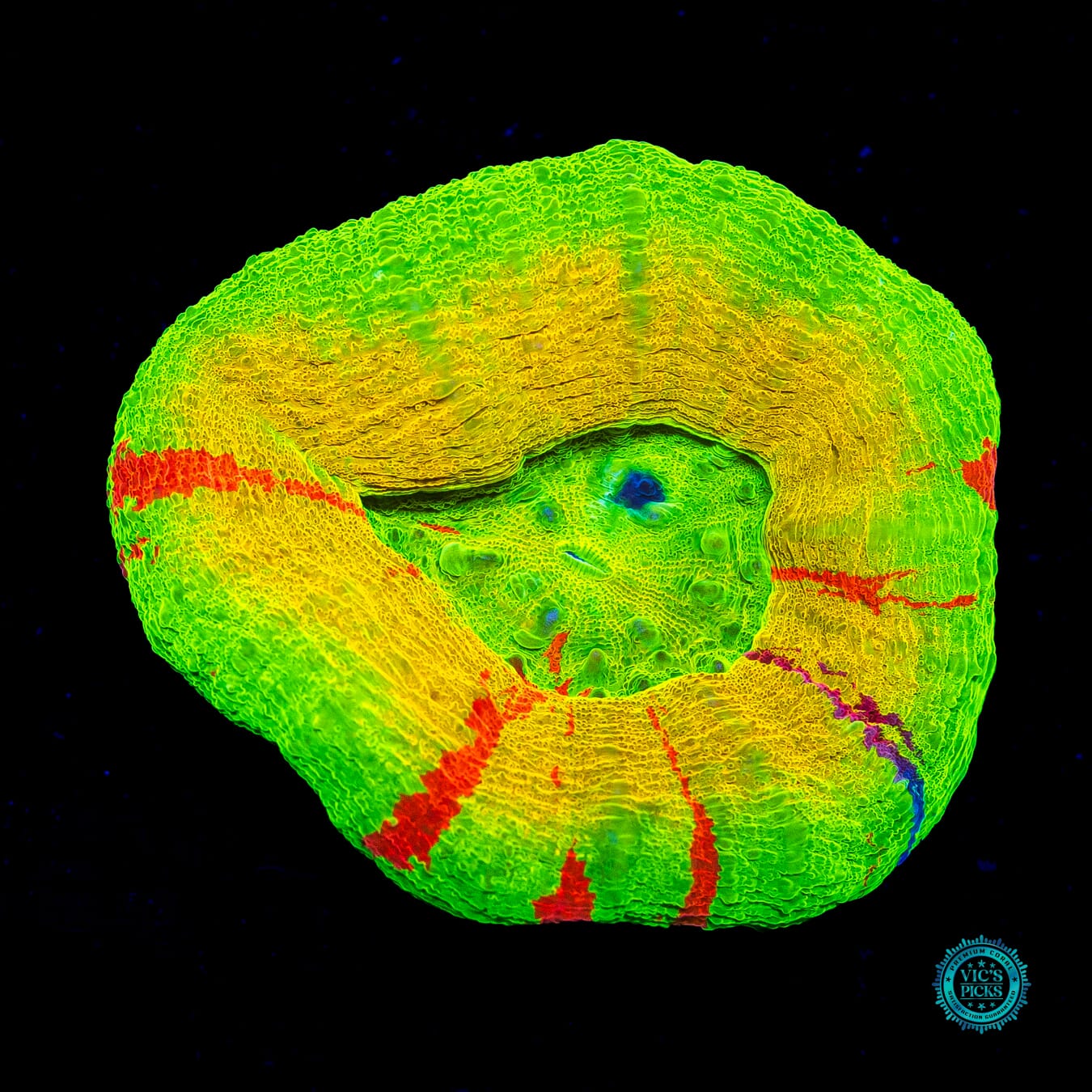 Lemon Squeezey Scolymia - Actinic Photo