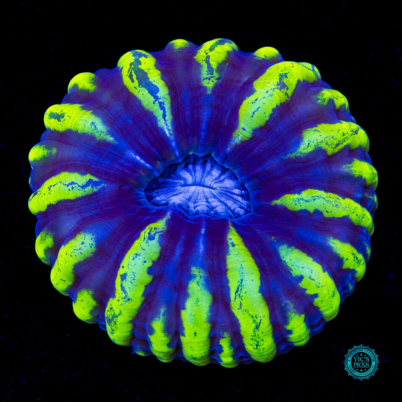 Dazed and Confused Cynarina - Actinic Photo