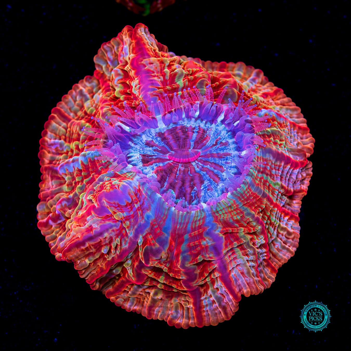 Flaming Headless Horseman Indophyllia - Actinic Photo