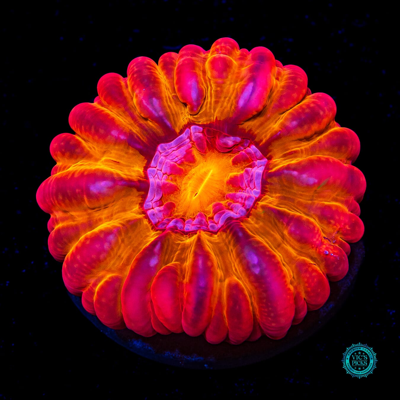 Bomba Fuego Cynarina - Actinic Photo