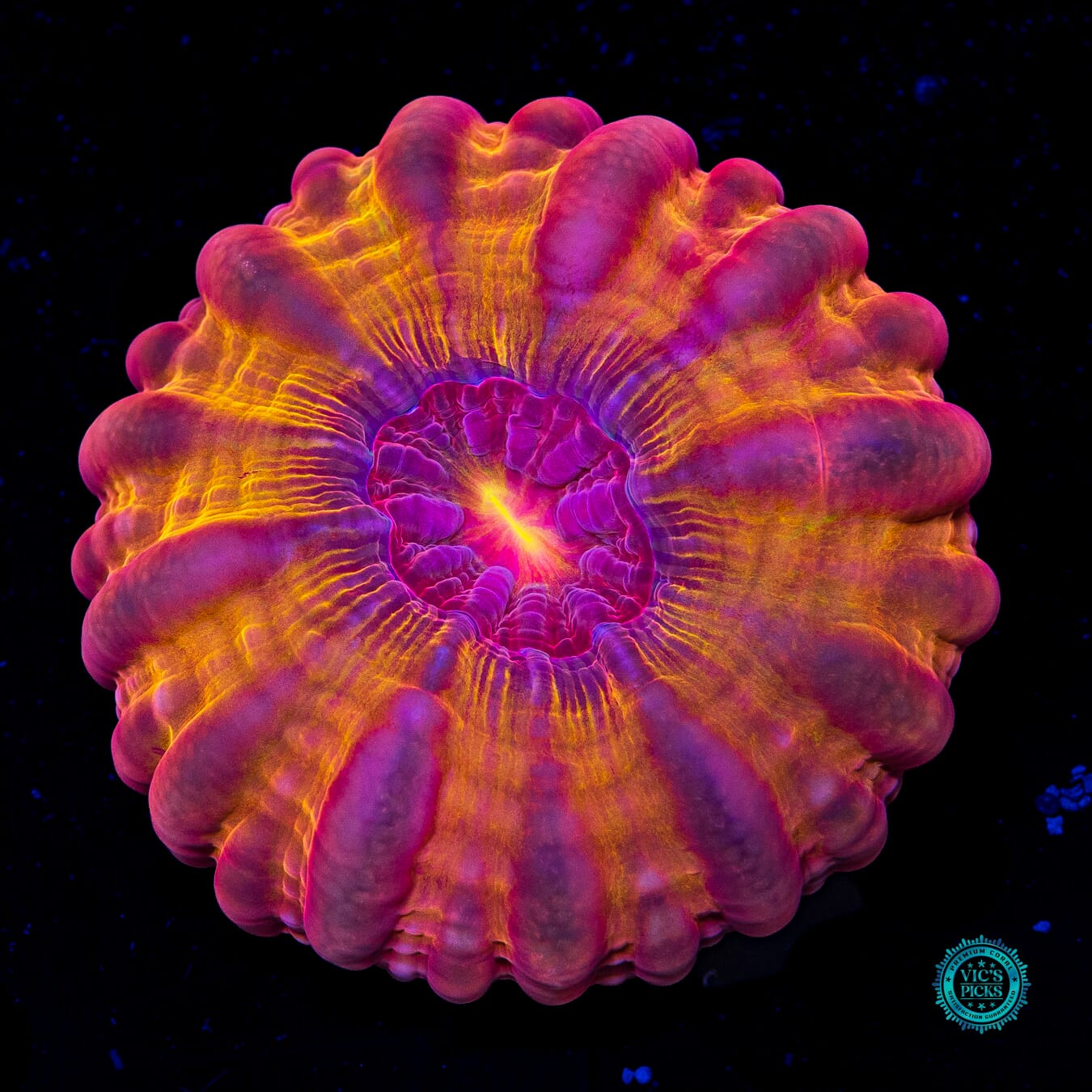 Blood Orange Cynarina - Actinic Photo