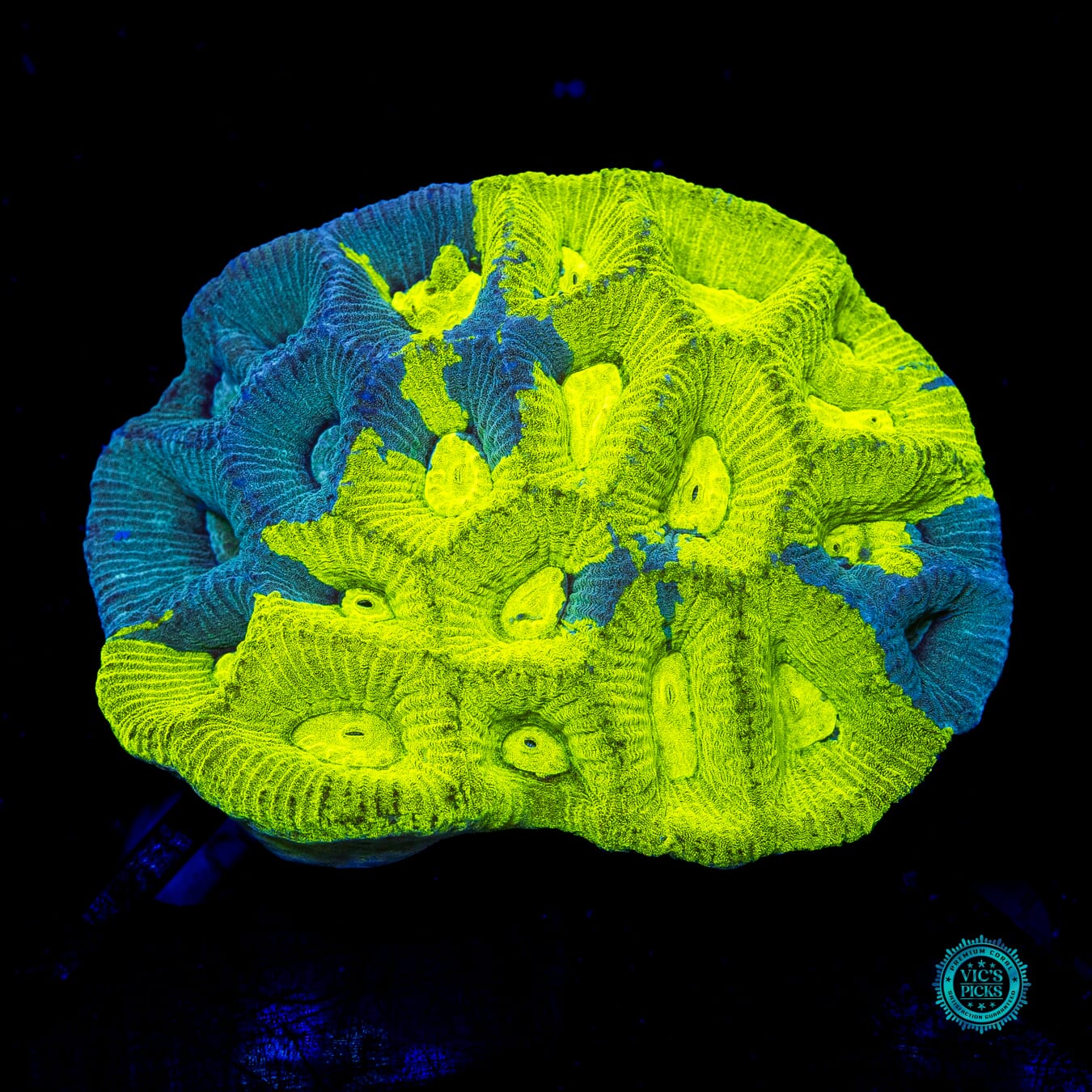 Radioactive Lemon Grafted Goniastrea - Actinic Photo