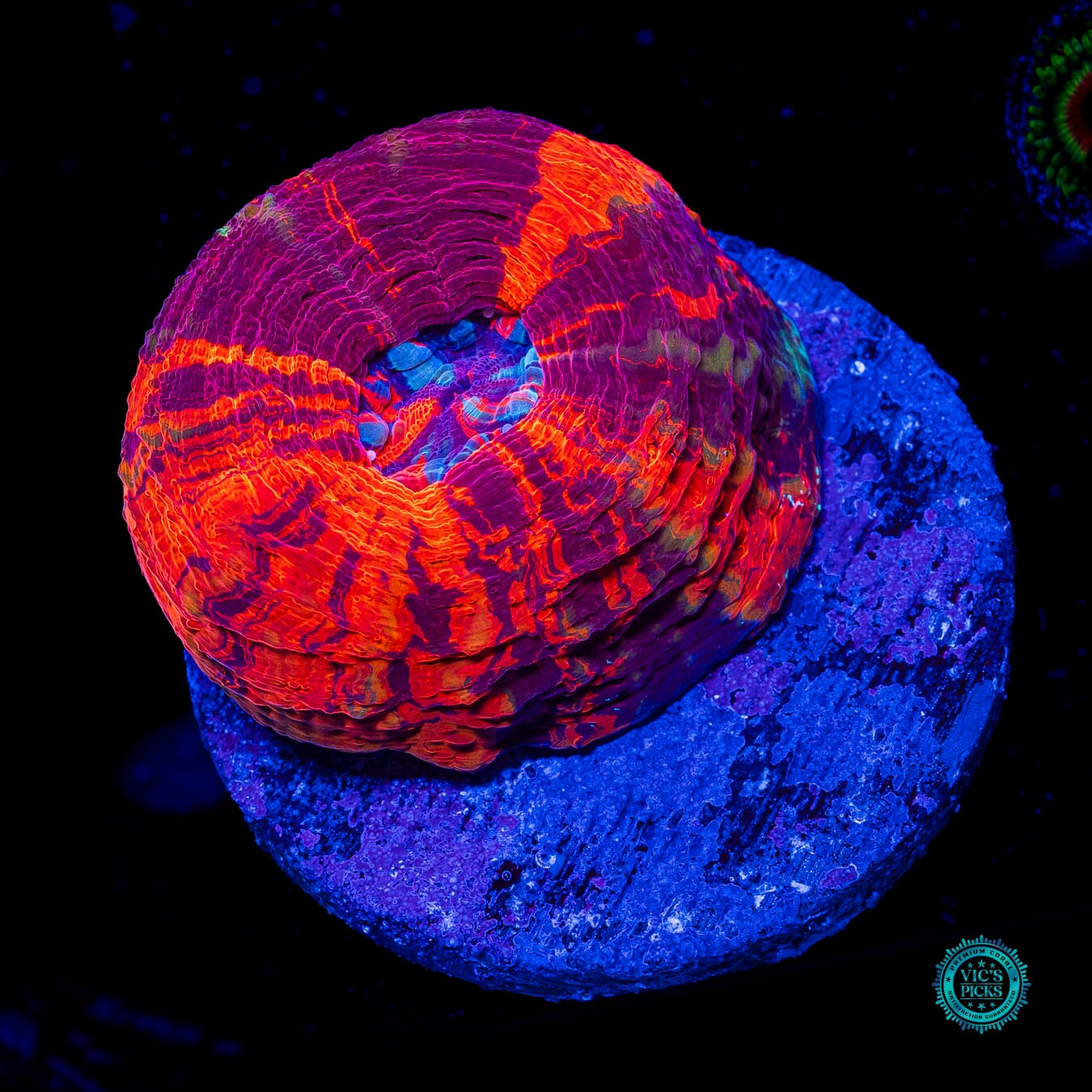 Berry Tart Scolymia - Actinic Photo
