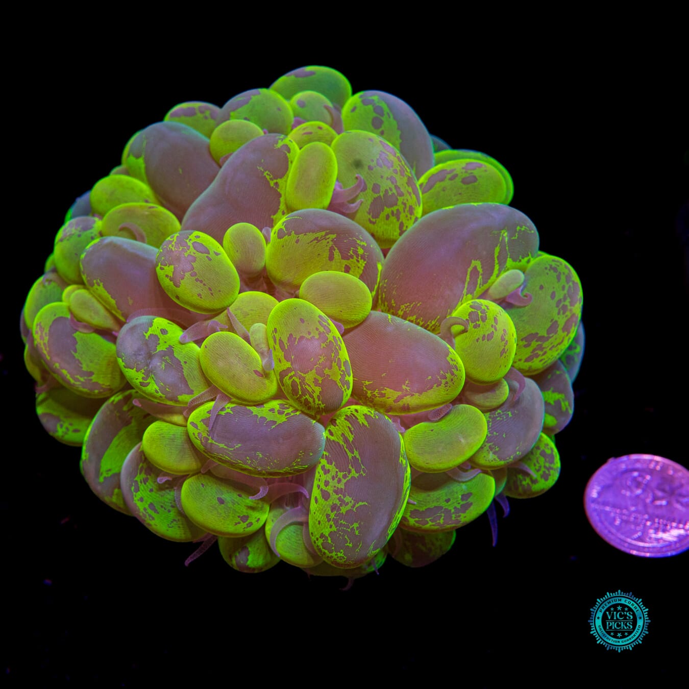 Ultimate Neon Splatter Bubble - Daylight Photo