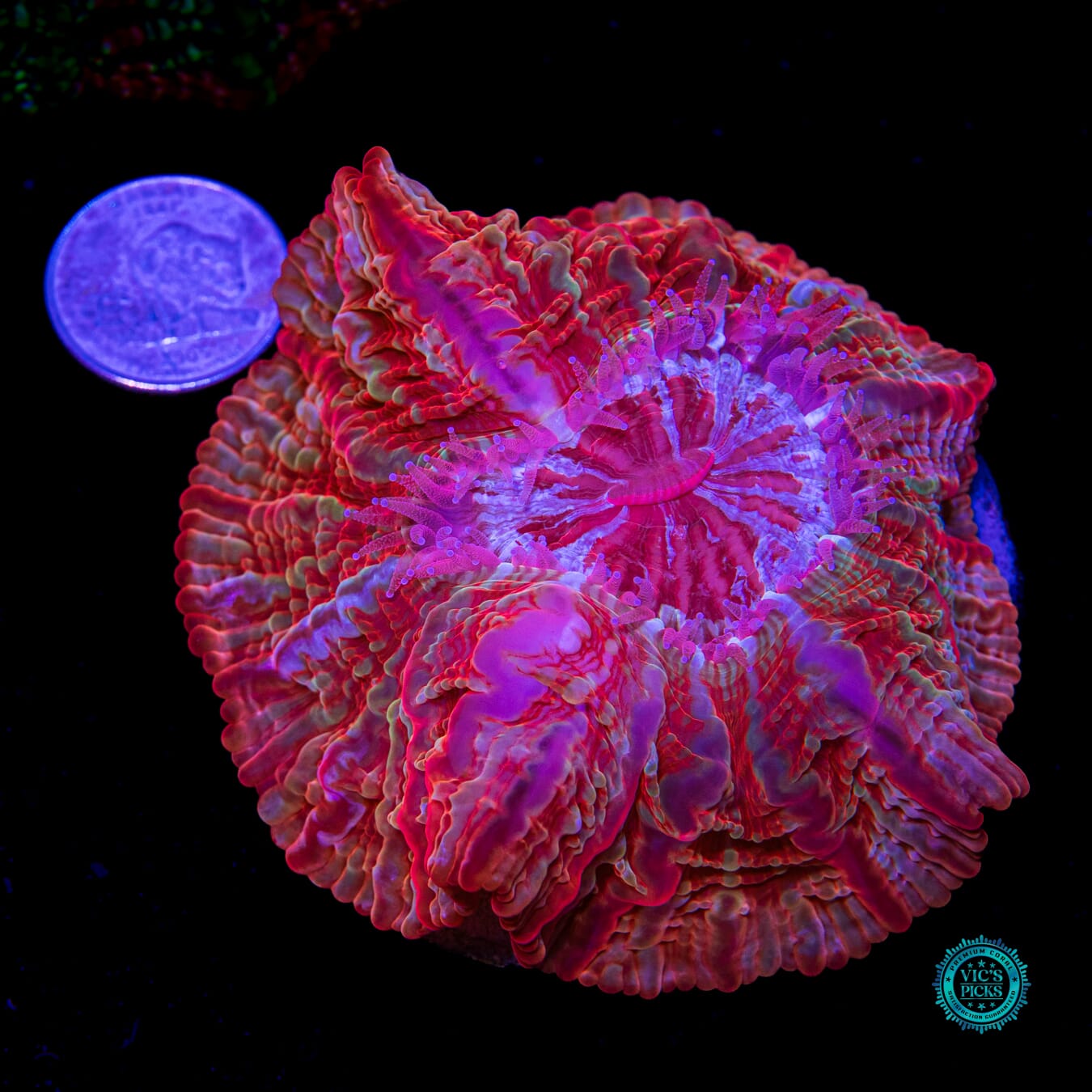 Flaming Headless Horseman Indophyllia - Daylight Photo