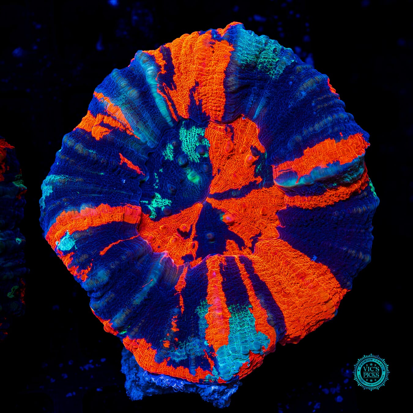 Frosted Fire Warpaint Scolymia - Actinic Photo