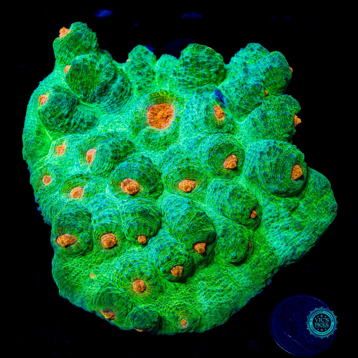 Jungle Jam Chalice - Actinic Photo