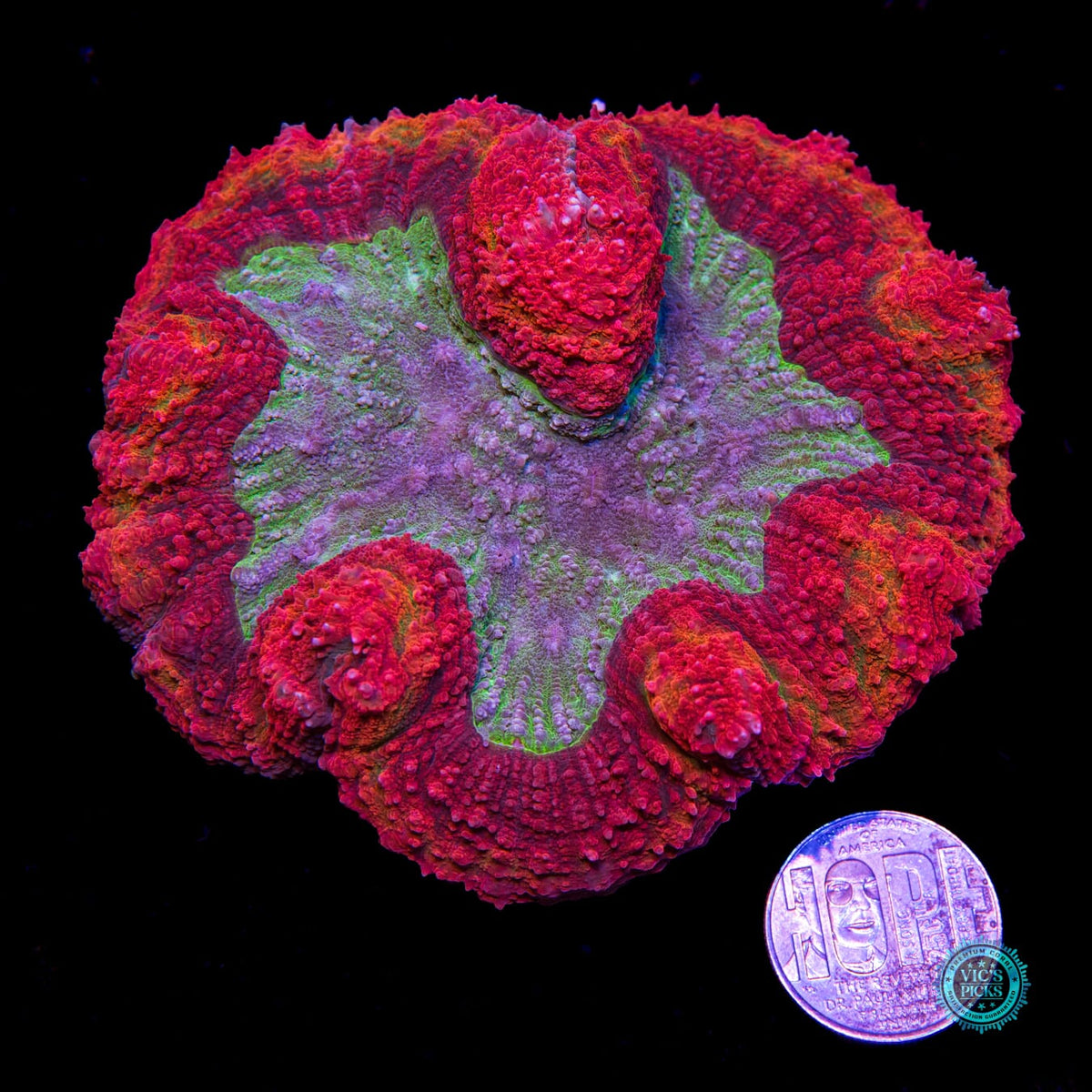 Ring of Fire Symphyllia - Daylight Photo