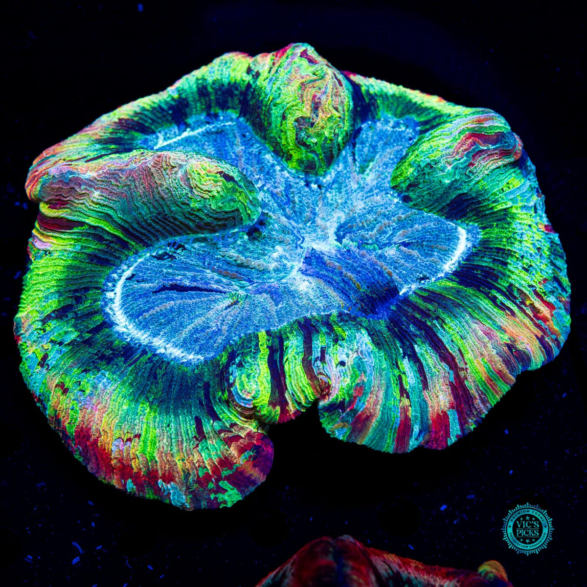 Rainbow River Trachyphyllia - Actinic Photo