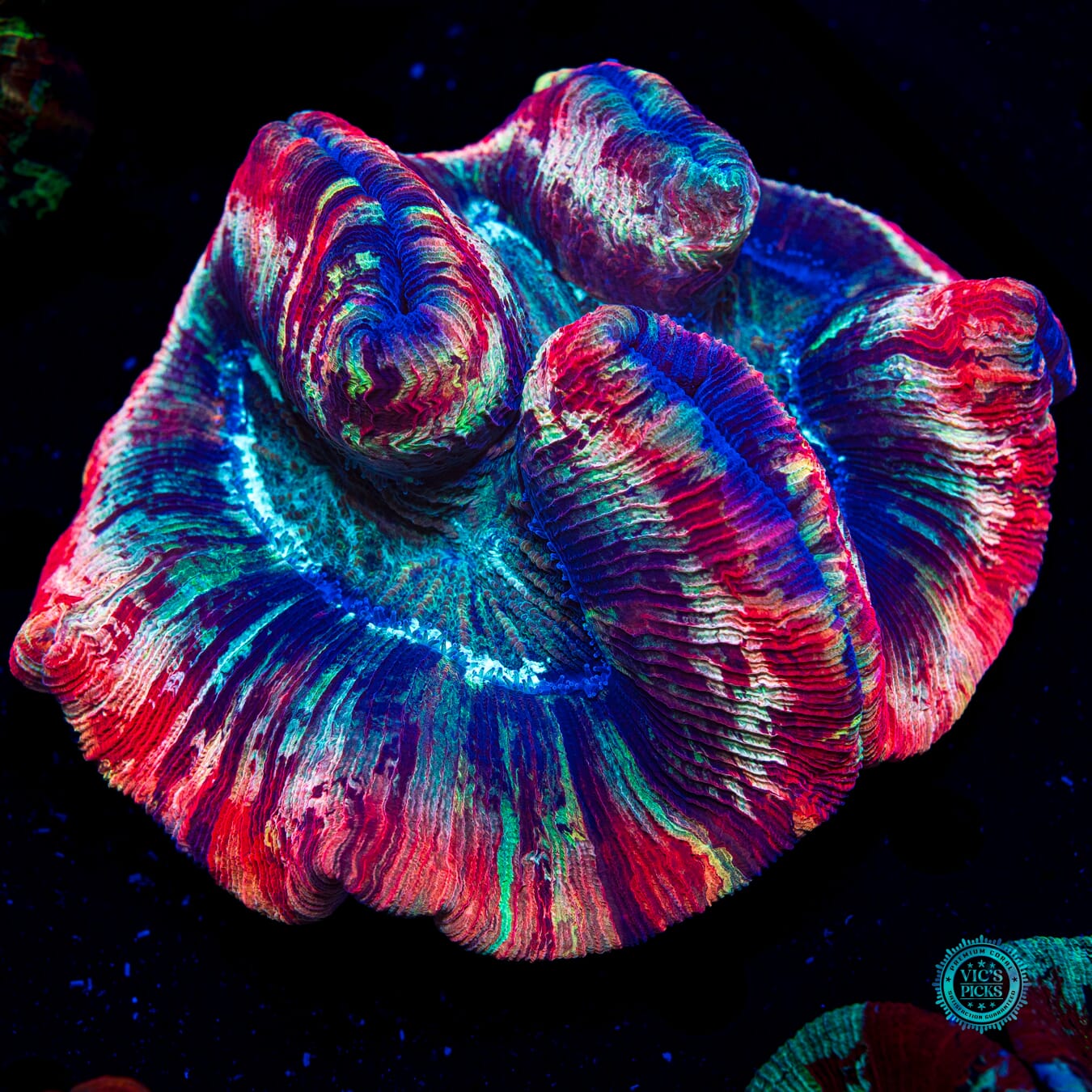 Strawberry Explosion Trachyphyllia - Actinic Photo