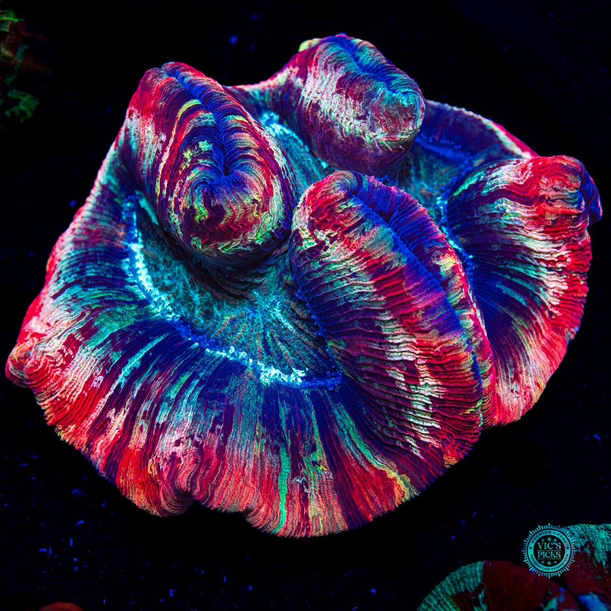 Strawberry Explosion Trachyphyllia - Actinic Photo