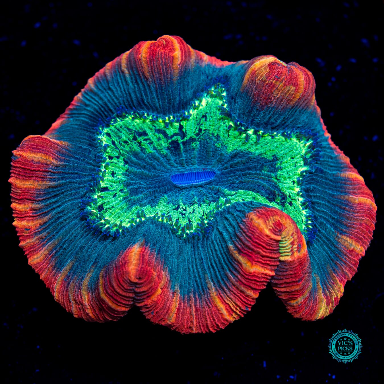 Smoldering Atoll Trachyphyllia - Actinic Photo