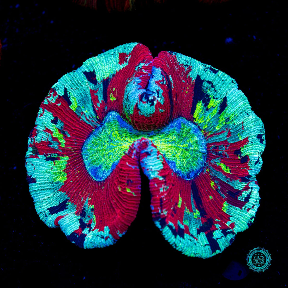 Scarlet Seafoam Trachyphyllia - Actinic Photo