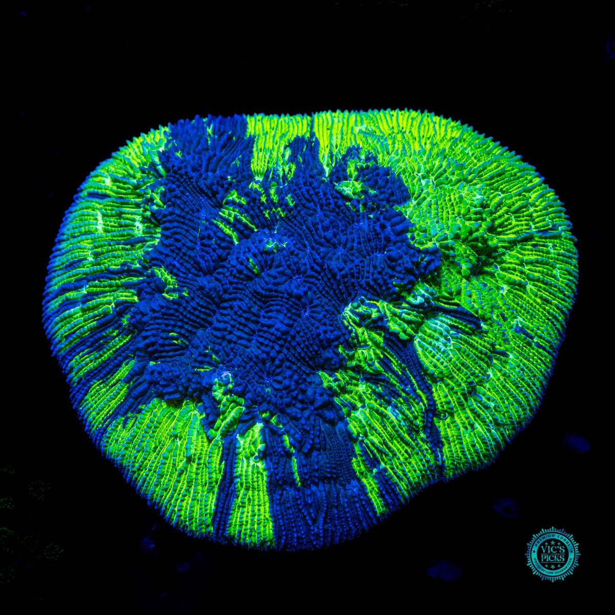 Hemisphere Halomitra Plate - Actinic Photo