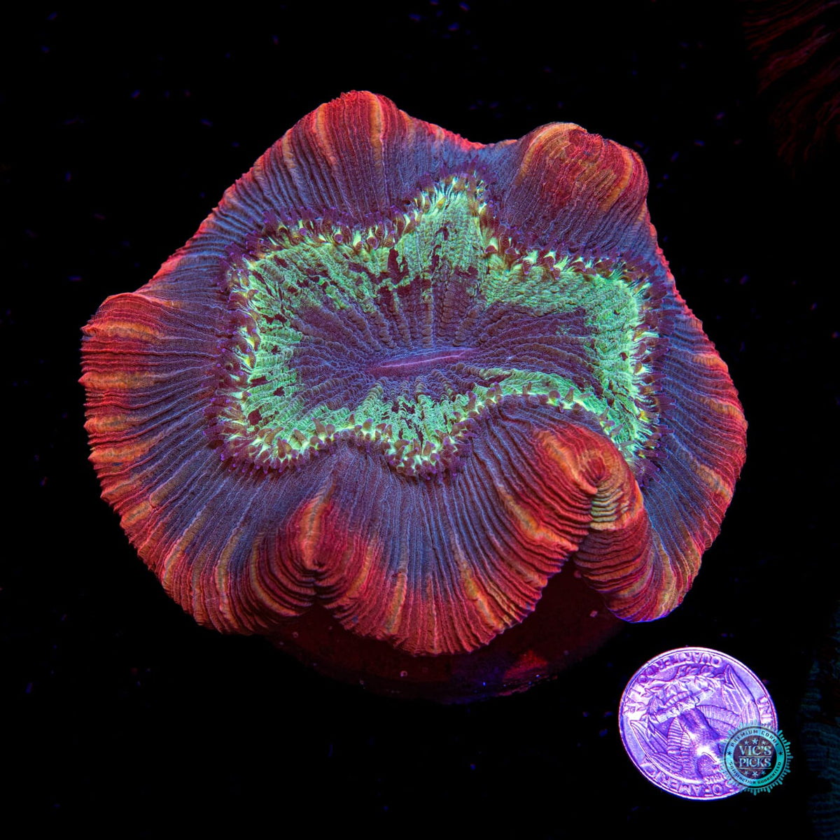 Smoldering Atoll Trachyphyllia - Daylight Photo