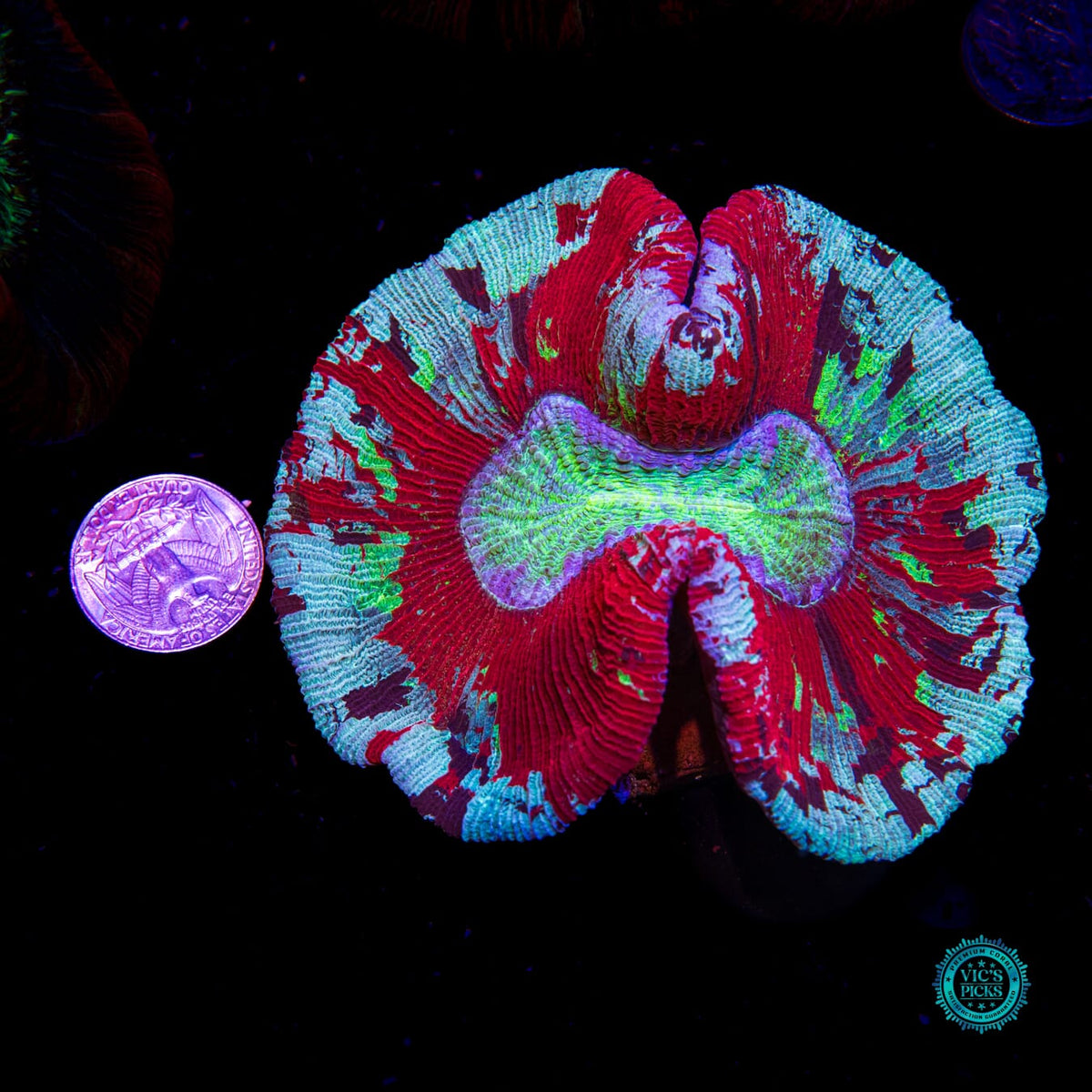 Scarlet Seafoam Trachyphyllia - Daylight Photo