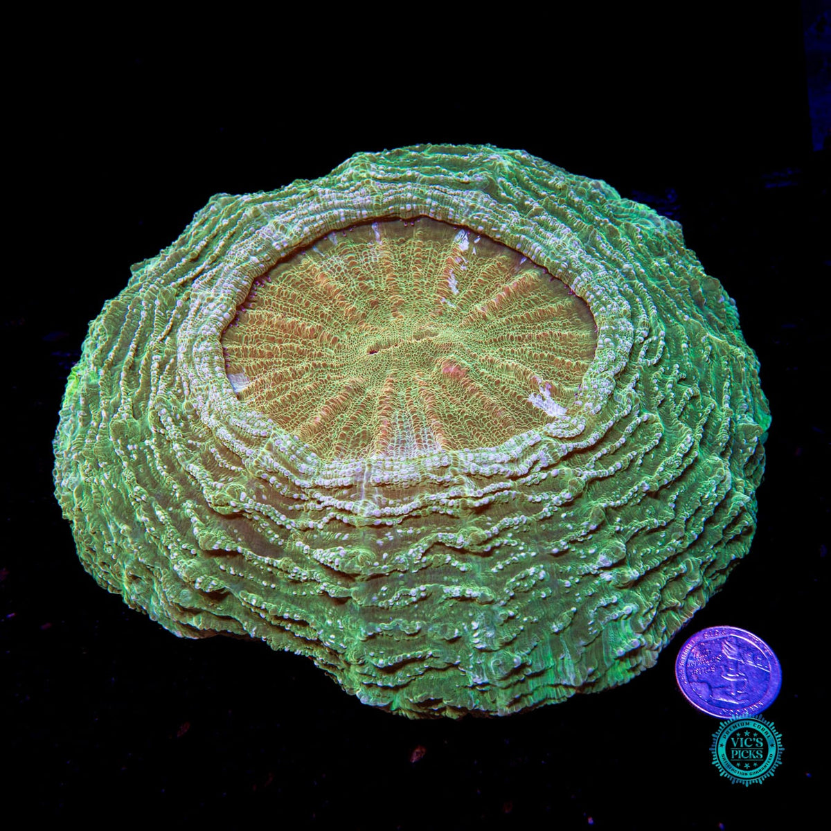 Oro Verde Acanthophyllia - Daylight Photo