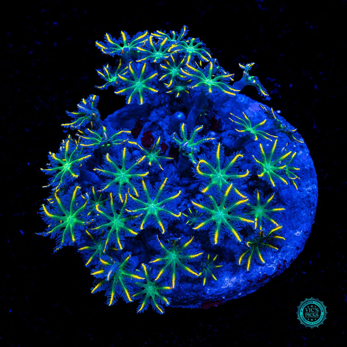 Lemon Tipped Clove Polyps - Actinic Photo