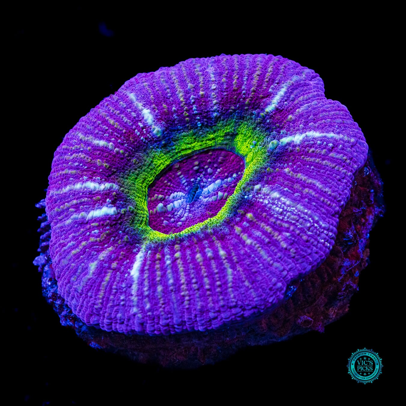 Black Hole Vitiensis Scolymia - Actinic Photo
