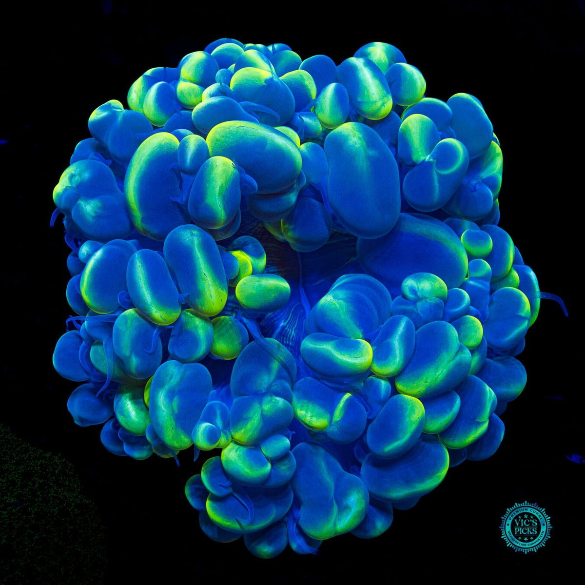 Dreamy Blue Bubble - Actinic Photo