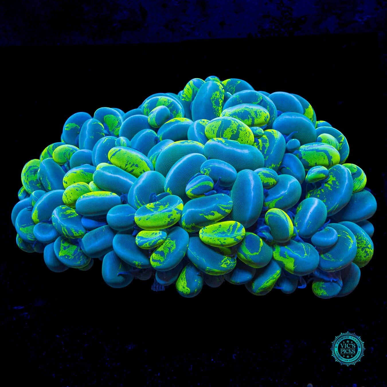 Ultimate Neon Splatter Bubble - Actinic Photo