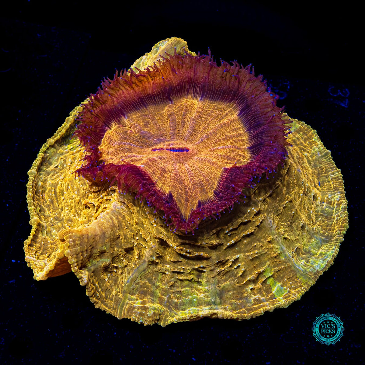Golden Volcano Acanthophyllia - Actinic Photo