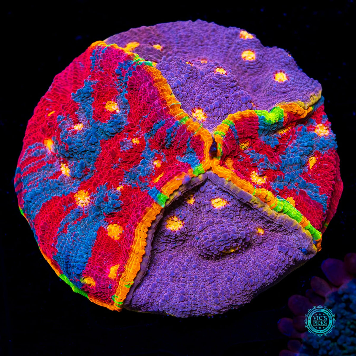 Supa Fly Rainbow and Banana Boom Combo Chalice - Actinic Photo