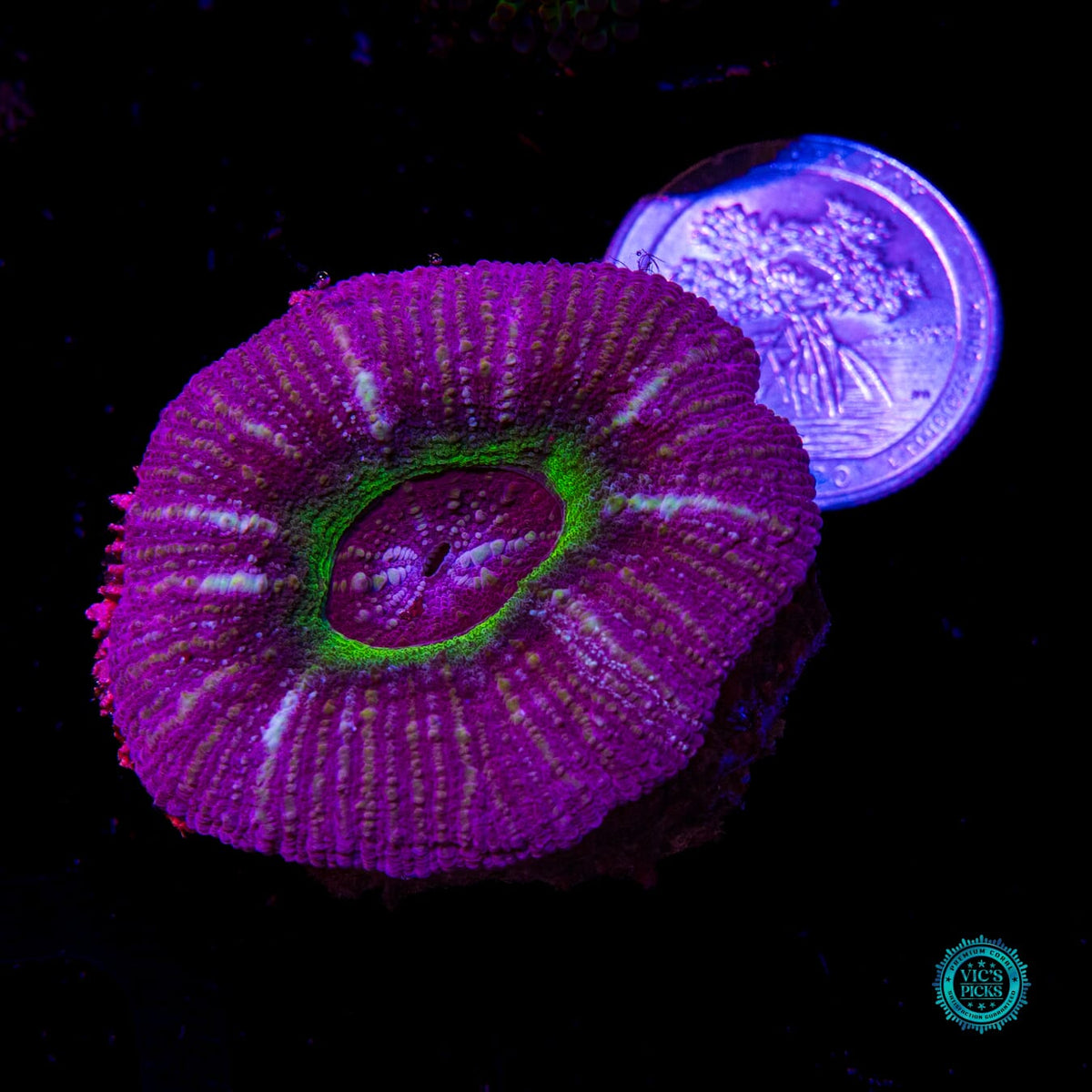 Black Hole Vitiensis Scolymia - Daylight Photo