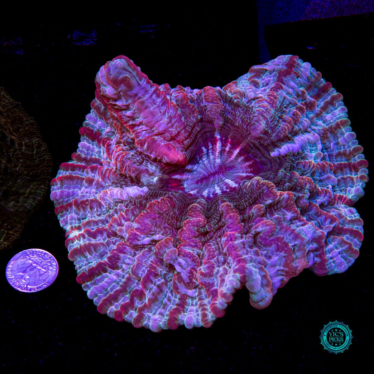 Kaleidoscope Indophyllia - Daylight Photo
