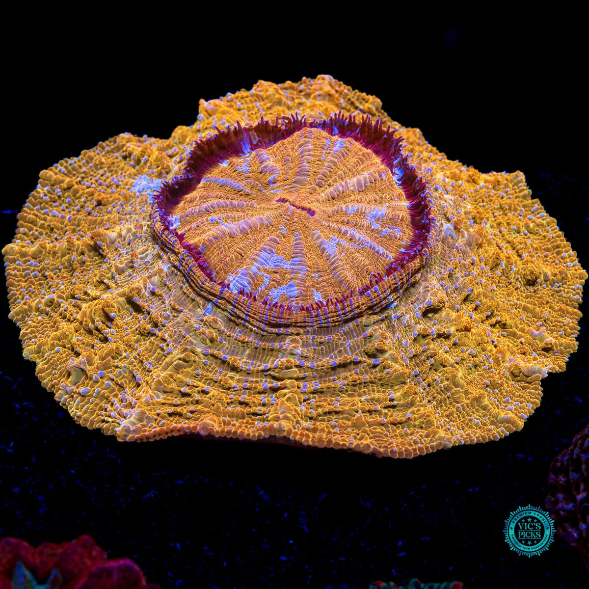Golden Mountain Acanthophyllia - Actinic Photo