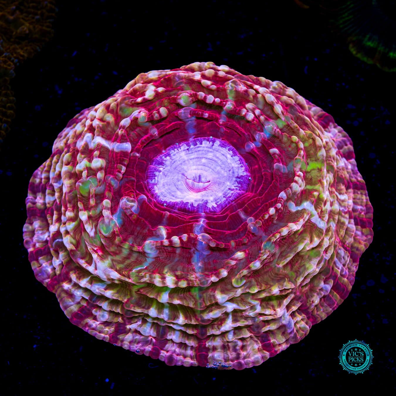 Pink Passion Indophyllia - Actinic Photo