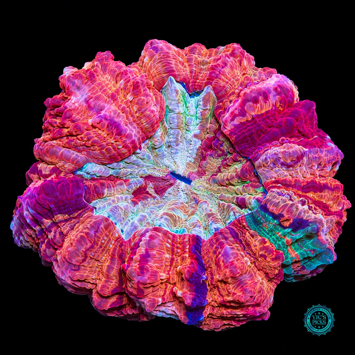 Fire Nova Acanthophyllia - Actinic Photo