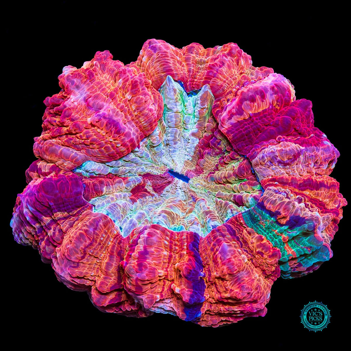 Fire Nova Acanthophyllia - Actinic Photo