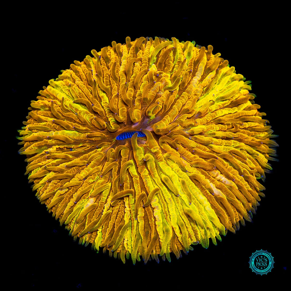 Binary Sunset Plate - Actinic Photo
