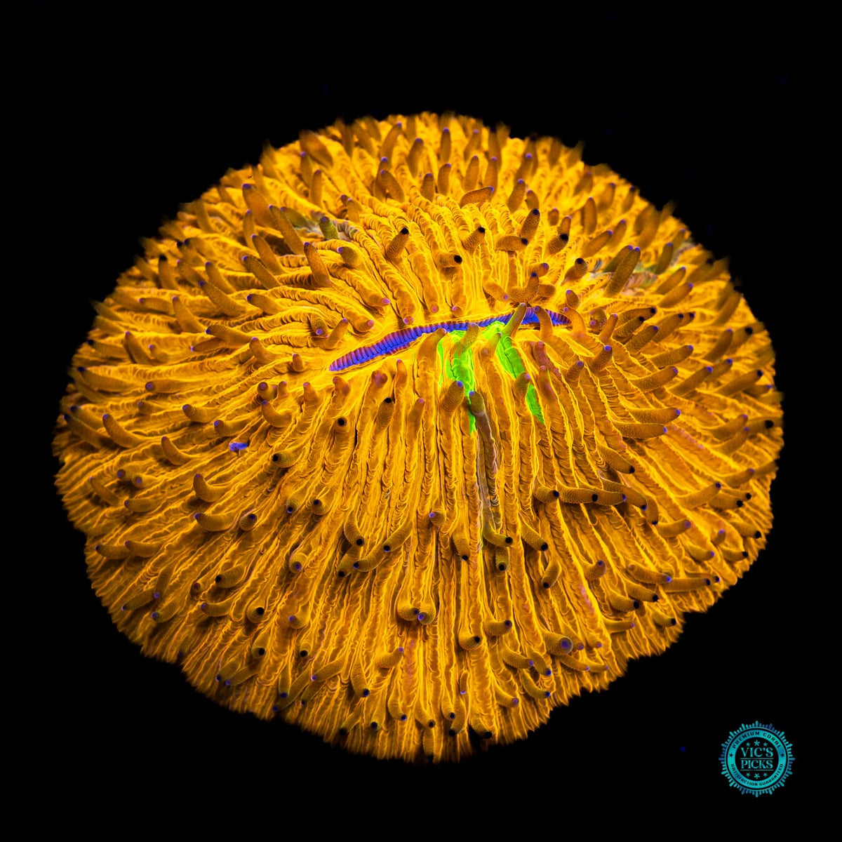 Desert Oasis Plate - Actinic Photo