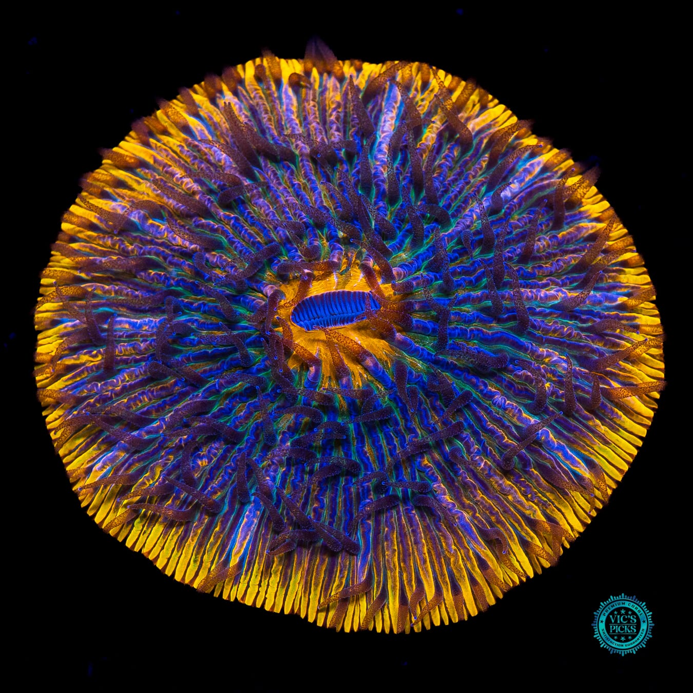 Cosmic Stardust Plate - Actinic Photo