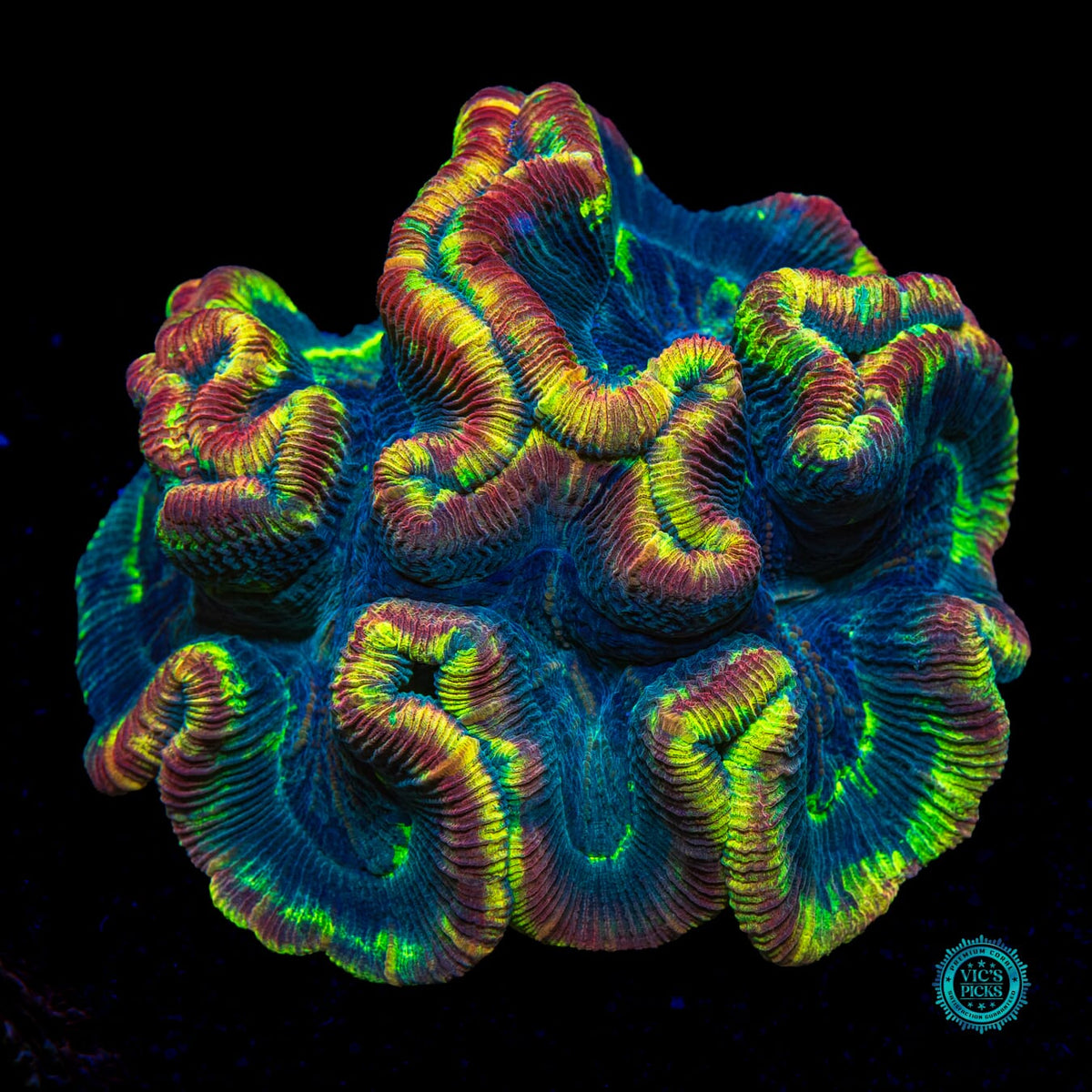 XL Rainbow Explosion Trachyphyllia - Actinic Photo